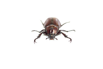 Fototapeta premium Dynastinae or stag beetle isolated on white background.