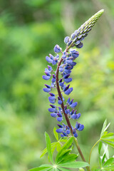 blaue Lupine (Lupinus) vor grünen Bokeh Hintergrund