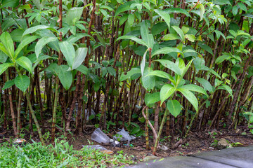Plastic glass and covers near a bunch of plants