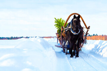 Horse harnessed to a sled carry a the  Christmas tree, spruce. Christmas sleigh with one black...