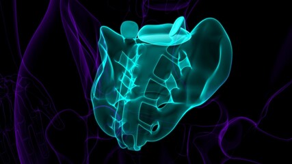 Human skeleton anatomy Sacral Bone 3D Rendering © mybox