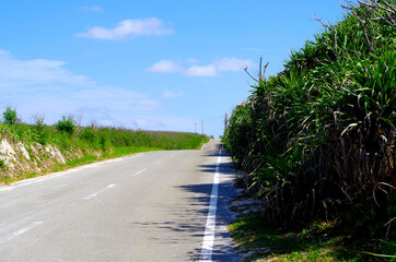 The Sky, Plants, and Roads of Miyako Island in Okinawa, Japan