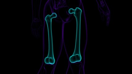 Human skeleton anatomy Femur Bone 3D Rendering