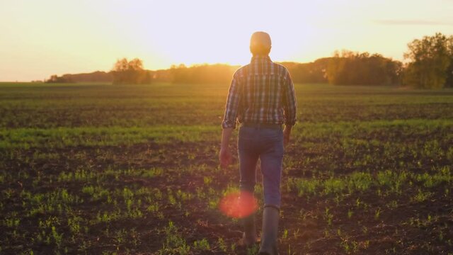 Young male farmer man in rubber boots, shirt walking through vegetables growing green field of wheat at sunset spring, Farming Agriculture harvesting food farmland ground concept back view 4 K slow-mo