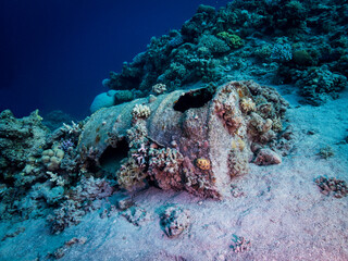 Fototapeta na wymiar Wrecks with coral reef and diver
