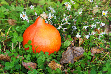 Obraz premium Pumpkin on a background of grass and dry autumn leaves, Aster alpinus flowers. Winter squash, Cucurbita. Orange pumpkin for halloween banner