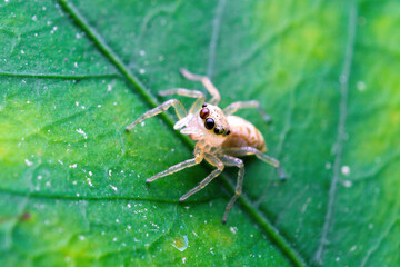 Close up image of jumping spider. macro mode close up shot animal and insect.