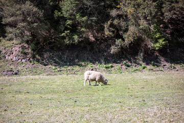 Sheep grazing in a field on a spring day