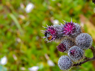 bee on a flower