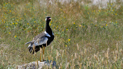 Single northern black korhaan bird (afrotis afraoides, white-quilled bustard) sitting on a rock on a meadow with grass and wild flowers in Etosha National Park, Namibia, Africa.