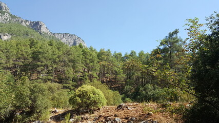 trees in the mountains