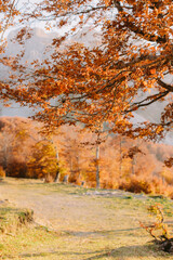 Fototapeta premium beautiful autumn forest scenery. Sunset golden leaves landscape in october