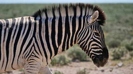 Fototapeta premium Closeup side view of striped single plains zebra (equus quagga, formerly equus burchellii, also common zebra) walking on bush land in Kalahari desert, Etosha National Park, Namibia.