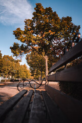 Fototapeta Bench in the autumn park obraz