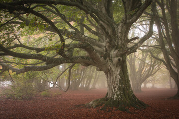 Mysterious beech forest with fog during morning day of autumn