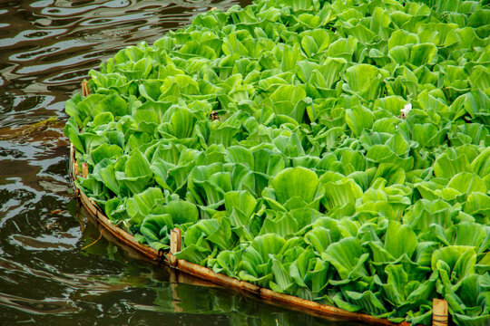 wassersalat wasserpflanze asien thailand