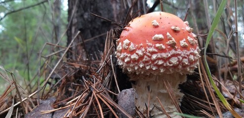 Red fly agaric or toadstool in the grass, a poisonous mushroom