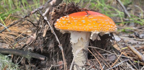 Red fly agaric or toadstool in the grass, a poisonous mushroom