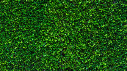 Green ivy leaf texture wall in the garden for background and copy space. - 381079130