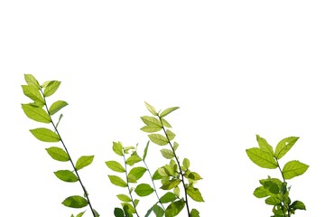 In selective focus young tropical plant leaves with branches and sunlight on white isolated background for green foliage backdrop and copy space 