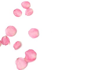 Blurred a group of sweet pink rose corollas on white isolated background with softly style and copy space 