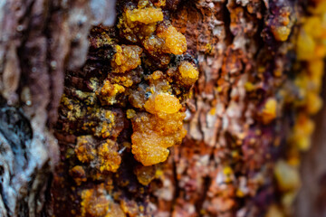 Beautiful resinous sediments on the trunk of a tree