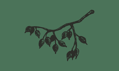 Autumn forest botanic elements. Hand drawn leaves and branches. Vector illustration isolated on green background. Natural collection.