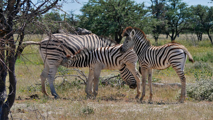Female striped plains zebra (equus quagga, formerly equus burchellii, also common zebra) with its offspring, suckling one of them, in Kalahari desert, Etosha National Park, Namibia.
