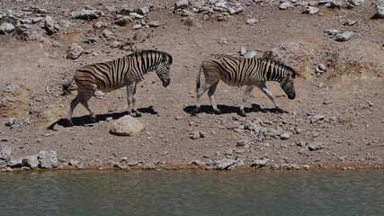 Fototapeta na wymiar Two plains zebras (equus quagga, formerly equus burchellii, also common zebra) walking by a water hole in midday heat, Kalahari desert, Etosha National Park, Namibia.