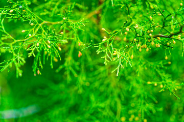 Young Fresh Green Spruce Branches with Small Cones, Blured Background