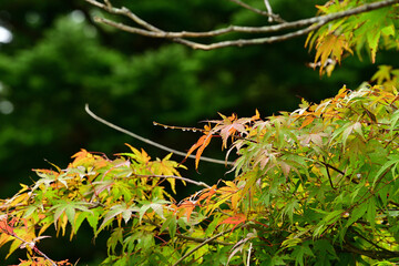 a sign of the approach of autumn