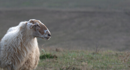 portrait of sheep posing in profile