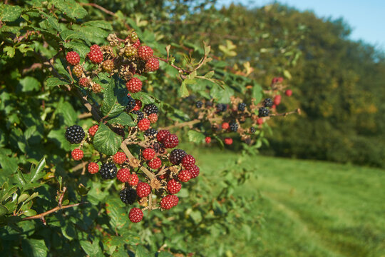 Wild Blackberries growing in the hedgerows in the Woolley Valley, an Area of Outstanding Natural Beauty in the Cotswolds on the outskirts of Bath, England, United Kingdom