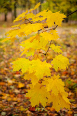 Tree branch with autumn yellow maple leaves