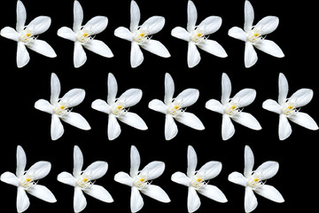 White jasmine flower isolated on black background. Pattern of White jasmine flower.