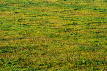 Green field of grass