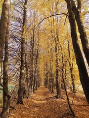 Pine forest in autumn on a carpet of leaves