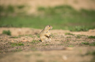 Naklejka na ściany i meble ground squirrel runs and observes the surroundings in the meadow