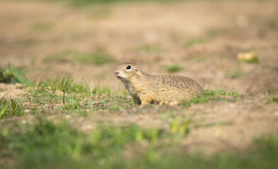Naklejka na ściany i meble ground squirrel runs and observes the surroundings in the meadow