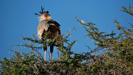 Single colored secretarybird (secretary bird, sagittarius serpentarius) with black and grey plumage and orange colored face sitting on branch in Kalahari desert, Etosha National Park, Namibia, Africa.