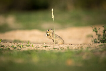 Obraz premium ground squirrel eats grains of ear of corn