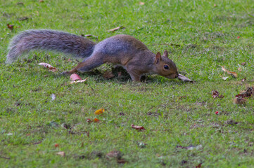 Squirrel searching in the grass
