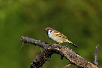 The Eurasian tree sparrow (Passer montanus) sitting on a branch with a green background. Little brown European singer on a twig.