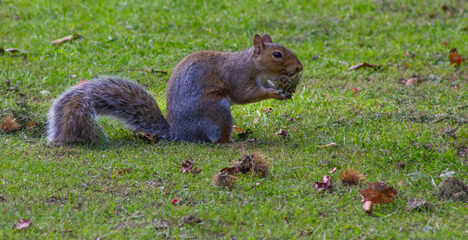 Squirrel preparing for winter