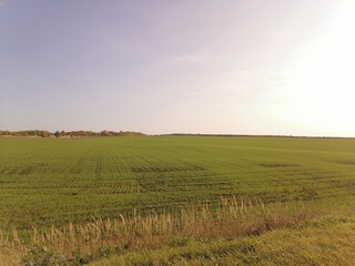 Autumn field under a clear sky