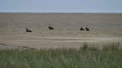 Group of four oryx antelopes (East African oryx, oryx beisa, gemsbok) resting on soil in Etosha pan during midday heat in Kalahari desert, Etosha National Park, Namibia, Africa.