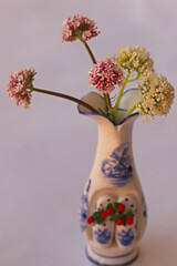 Cat grass ; Valeriana officinalis