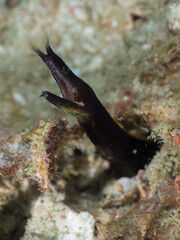 Black Ribbon eel leaning out of its burrow (Mergui Archipelago, Myanmar)