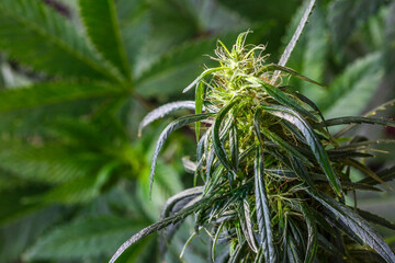 sugar trichomes cbd thc, concepts of grow and use of marijuana for medicinal purposes.cannabis...