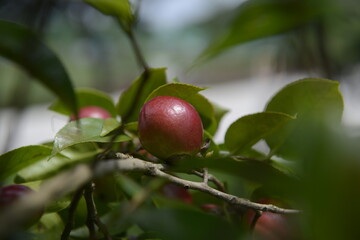 Camellia fruit, National Institute of Ecology 동백나무 열매, 국립생태원